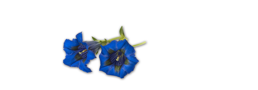 Enzian Tiroler Almwurzerl Handl Tyrol