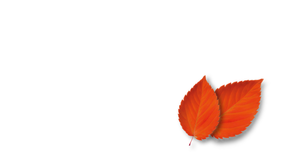 Appetizier_Blatt_orange