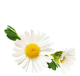 Appetizer Klassik ohne Schatten