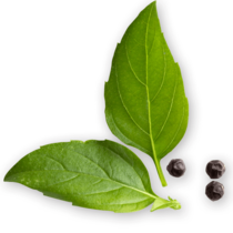 21 basilikum Handl Tyrol