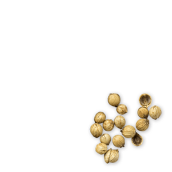 17 Koriander einzeln viel Handl Tyrol