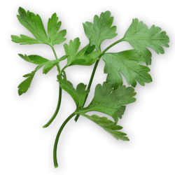 36 Petersilie Handl Tyrol